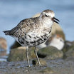 Black-bellied Plover